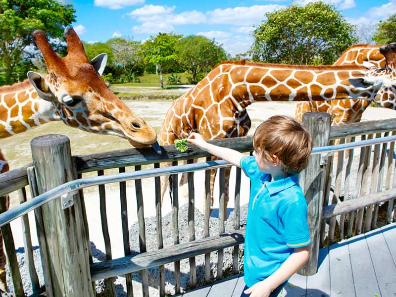 Desert Safari Dubai Price For Kids